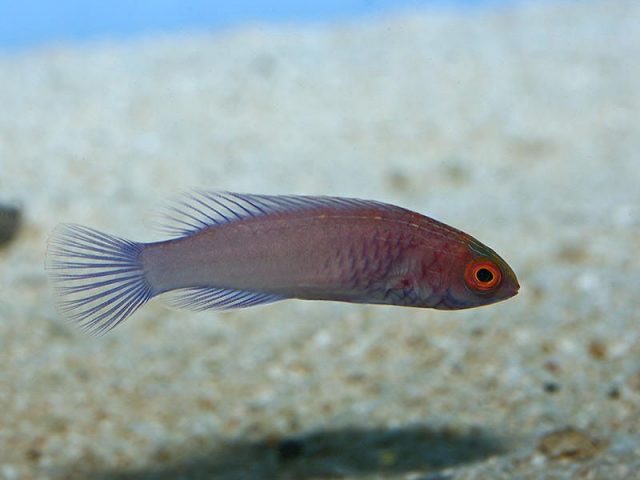 Gambar Ikan Hias Air Laut Red velvet wrasse