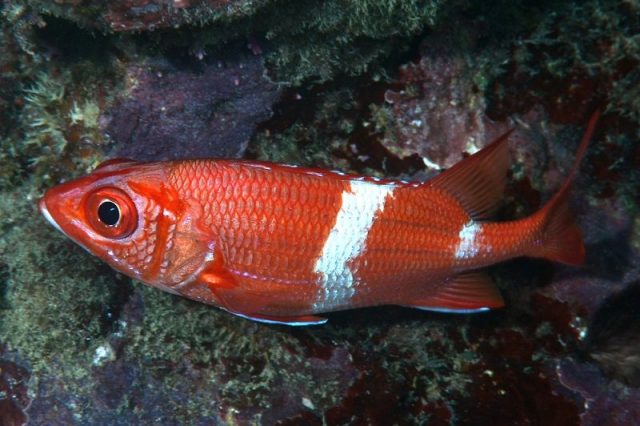Gambar Ikan Hias Air Laut Scarlet squirrelfish