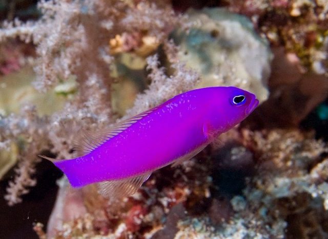 Gambar Ikan Hias Air Laut Strawberry pseudochromis atau purple pseudochromis