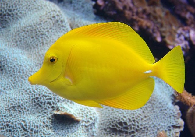 Gambar Ikan Hias Air Laut Yellow tang