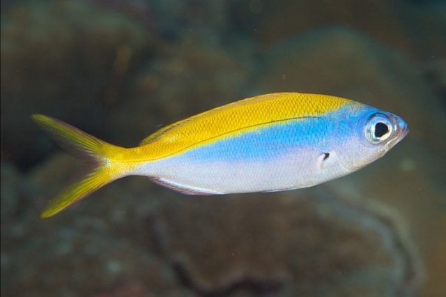 Gambar Ikan Hias Air Laut Yellowback fusilier