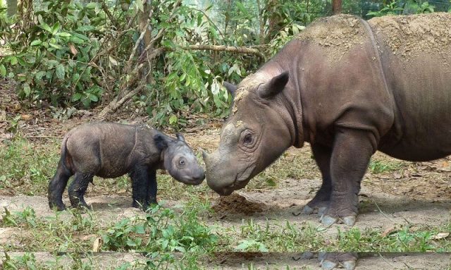 Gambar Badak Jawa ( Rhinoceros sondaicus ) Hewan Langka Di Jawa