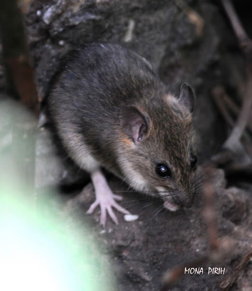 Javan Sundamys atau Bartels's Rat (Sundamys maxi) Hewan Langka Di Jawa