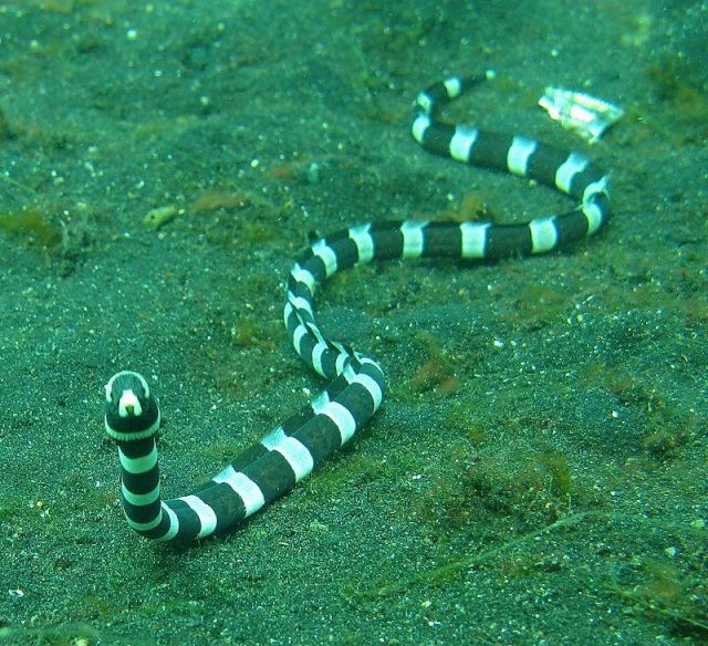 Gambar Ikan Hias Air Laut Banded snake eel