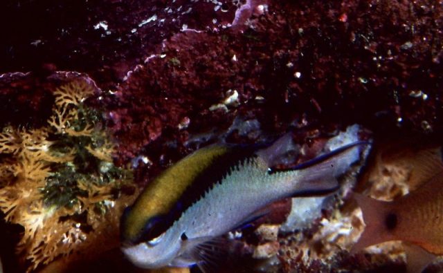 Gambar Ikan Hias Air Laut Barrier reef chromis