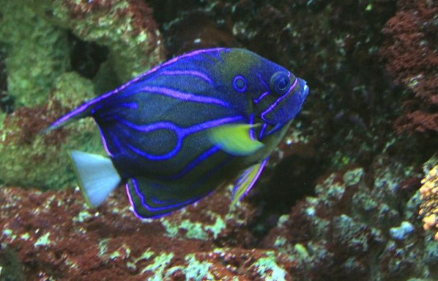 Gambar Ikan Hias Air Laut Blue ring angelfish
