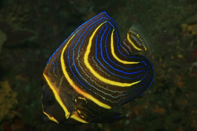 Gambar Ikan Hias Air Laut Cortez angelfish