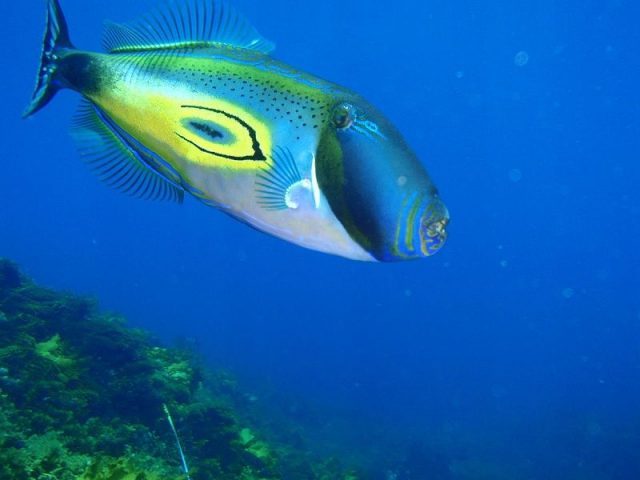 Gambar Ikan Hias Air Laut Horseshoe filefish