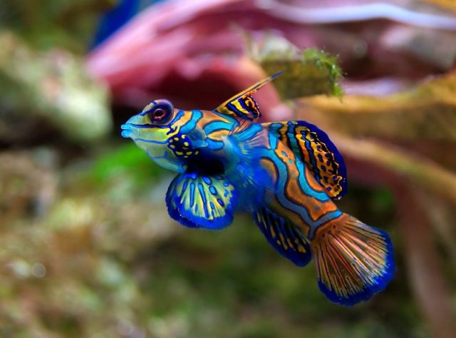 Gambar Ikan Hias Air Laut Mandarinfish