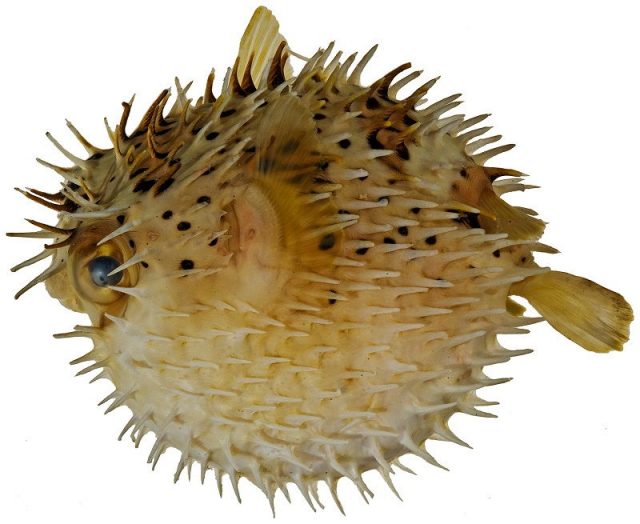Gambar Ikan Hias Air Laut Porcupine pufferfish