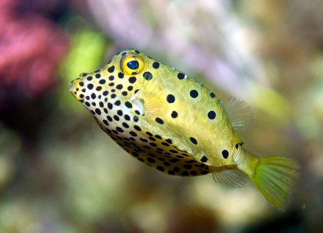 Gambar Ikan Hias Air Laut Yellow boxfish