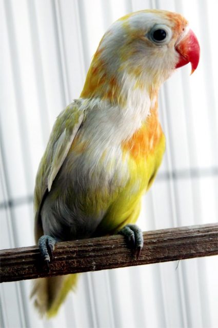 Gambar Jenis Burung Lovebird Termahal di Indonesia