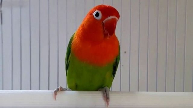 Gambar Jenis Burung Lovebird Termahal - Lovebird Biola Green