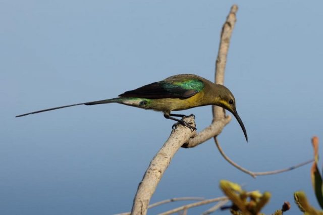 Gambar Burung malachite sunbird ( Nectarinia famosa )