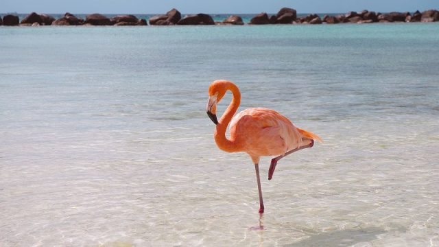 Gambar Flamingo Burung Termahal Di Dunia
