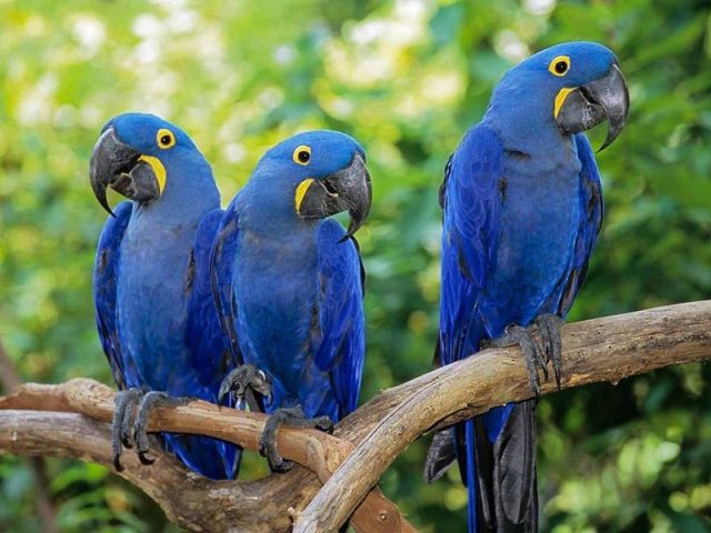 Gambar Hyacinth Macaw