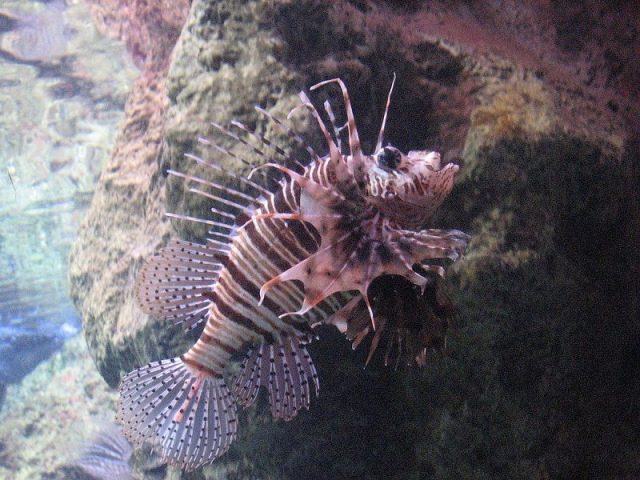 Gambar Ikan Hias Spesies Perwakilan Ikan African lionfish