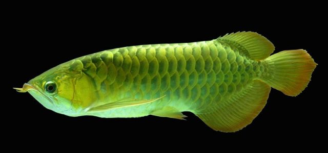 Gambar Ikan Hias Spesies Perwakilan Ikan Arwana asia