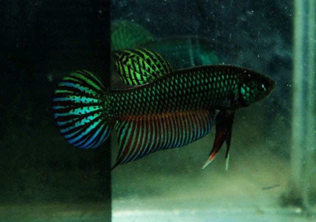 Gambar Ikan Hias Spesies Perwakilan Ikan Betta smaragdina