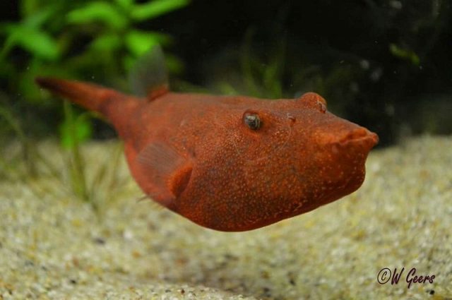 Gambar Ikan Hias Spesies Perwakilan Ikan Congo puferfish