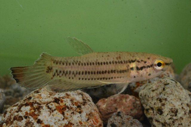 Gambar Ikan Hias Spesies Perwakilan Ikan Cupang bintik