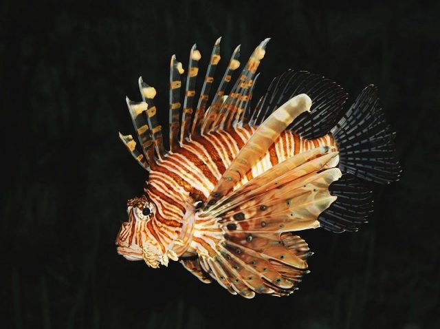 Gambar Ikan Hias Spesies Perwakilan Ikan Lepu ayam