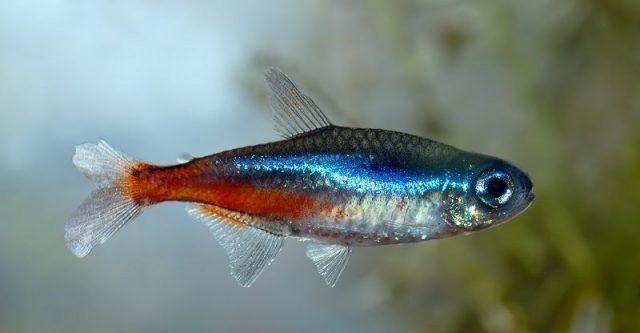Gambar Ikan Hias Spesies Perwakilan Ikan Neon tetra