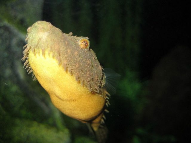 Gambar Ikan Hias Spesies Perwakilan Ikan Pao baileyi