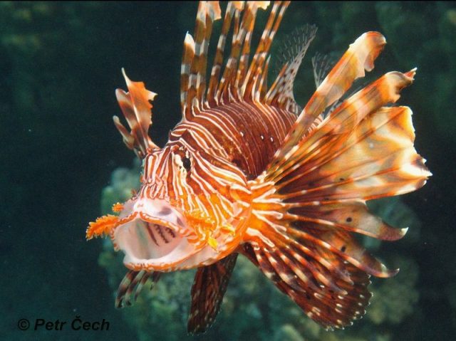 Gambar Ikan Hias Spesies Perwakilan Ikan Pterois mules