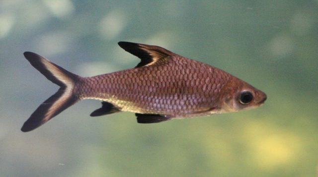 Gambar Ikan Hias Spesies Perwakilan Ikan balasak
