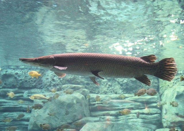 Gambar Nama Nama Ikan Hias Air Tawar Dan Gambarnya - Aligator