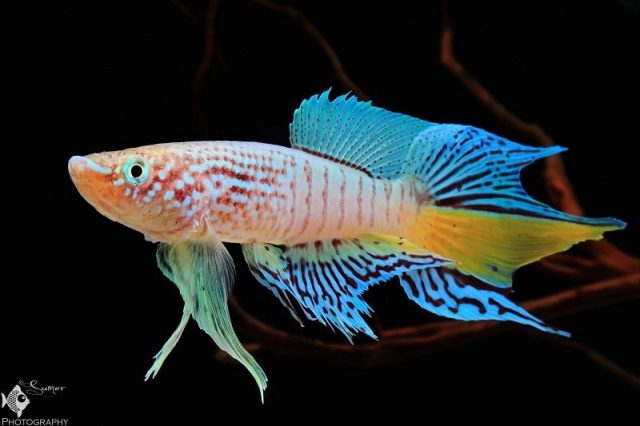 Gambar Nama Nama Ikan Hias Air Tawar Dan Gambarnya - Killifish