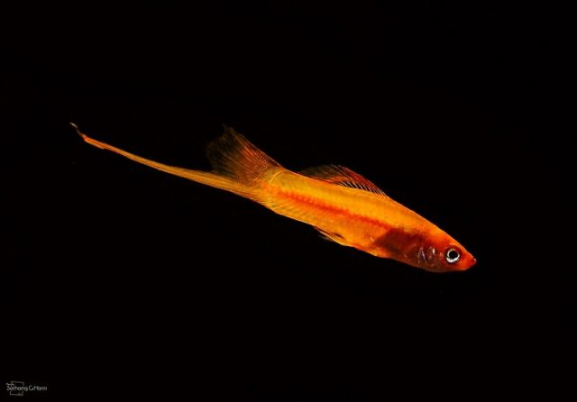 Gambar Nama Nama Ikan Hias Air Tawar Dan Gambarnya - Swordtail