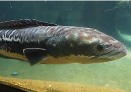 giant snakehead jenis ikan predator air tawar