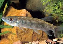 African Pike Characin jenis ikan predator air tawar