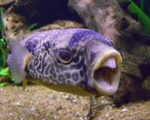 jenis ikan predator fahaka puffer fish