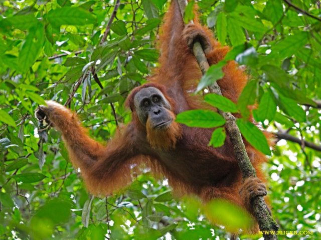 Gambar, Foto Nama Nama Hewan Langka Beserta Gambarnya - Orangutan Sumatran (Pongo abelii)