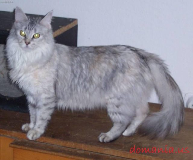 Gambar Bulu Kucing Anggora Asli, Ketahui Ciri Cirinya Sebelum Membeli
