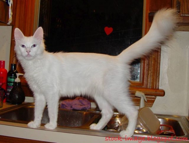 Gambar Kaki Kucing Anggora Asli, Ketahui Ciri Cirinya Sebelum Membeli