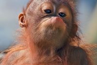 gambar anak orangutan lucu-pongah