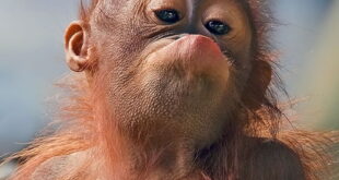 gambar anak orangutan lucu-pongah
