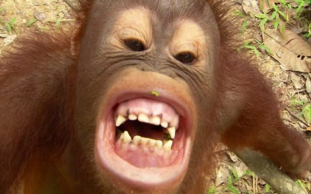 gambar anak orangutan lucu - gigi gue putih kan