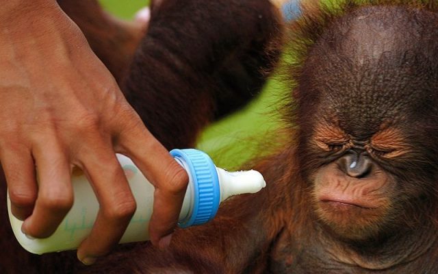 gambar anak orangutan lucu - ogah mimik susus