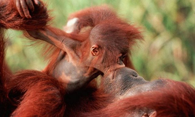 gambar anak orangutan lucu- selamat hari ibu