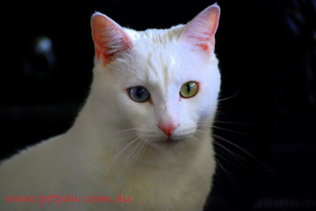 Gambar Kepala Kucing Anggora Asli, Ketahui Ciri Cirinya Sebelum Membeli