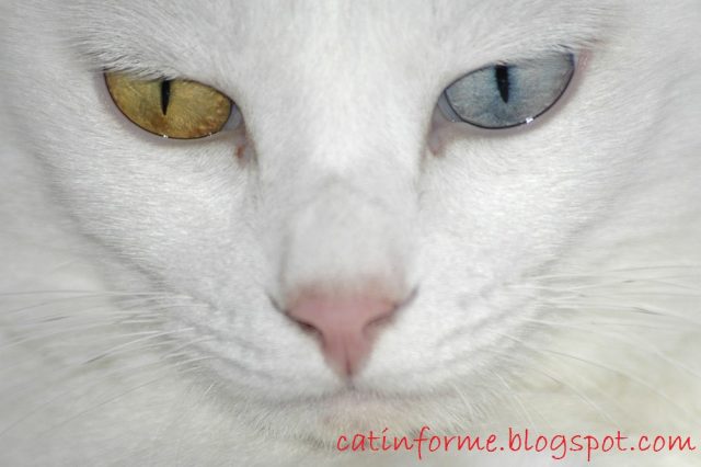 Mata - Kucing Anggora Asli, Ketahui Ciri Cirinya Sebelum Membeli