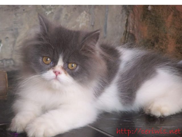 Gambar Kucing Persia Flatnose