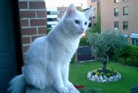 Gambar Sejarah Kucing Anggora Asli, Ketahui Ciri Cirinya Sebelum Membeli