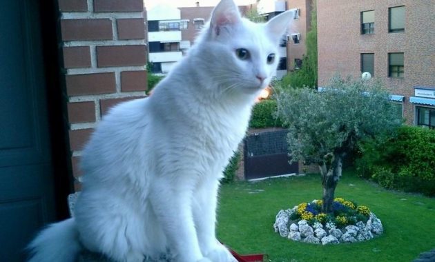 Gambar Sejarah Kucing Anggora Asli, Ketahui Ciri Cirinya Sebelum Membeli