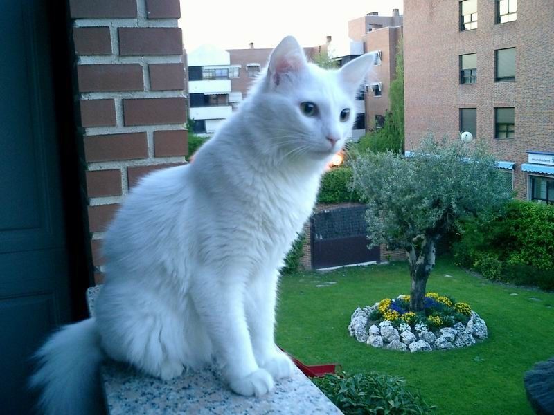 Kucing Anggora Asli, Ketahui Ciri Cirinya Sebelum Anda